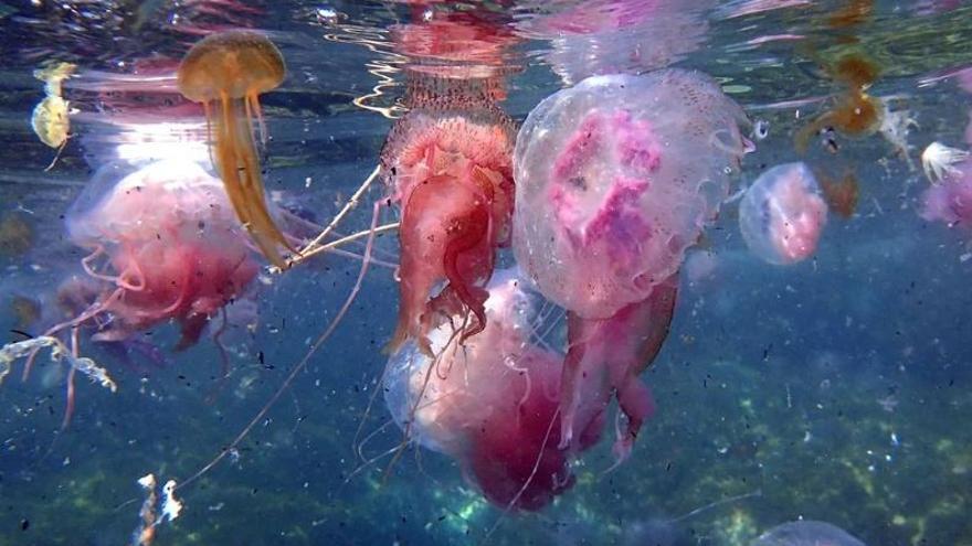 Les meduses de cap de Creus neden entre cendres del foc de Cervera