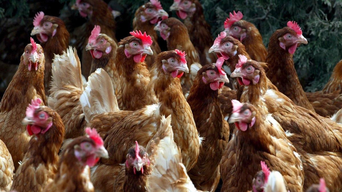 La gripe aviar avanza a gran velocidad en la península.