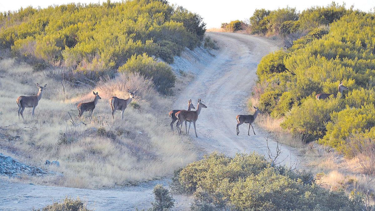 Un grupo de ciervas cruza un camino de Santa Cruz de Abranes para emboscarse en otro escenario de la Reserva Regional de la Sierra de La Culebra. | A. S.