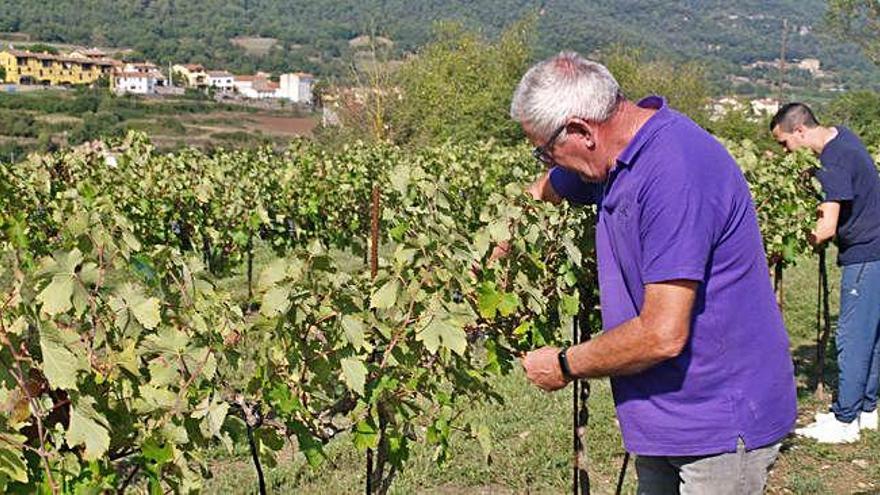 Verema a la finca de les Comes de Castellterçol, que ha recuperat els ceps al municipi