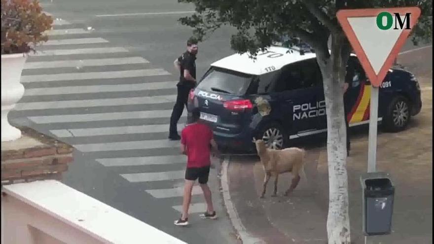 Pasea a una cabra por Torre del Mar y le apercibe la policía