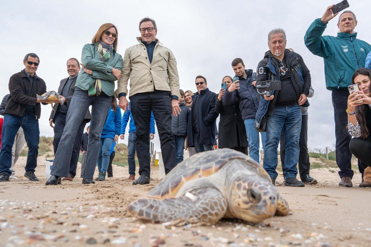 El acto culminó con las tortugas ya recuperadas volviendo al mar
