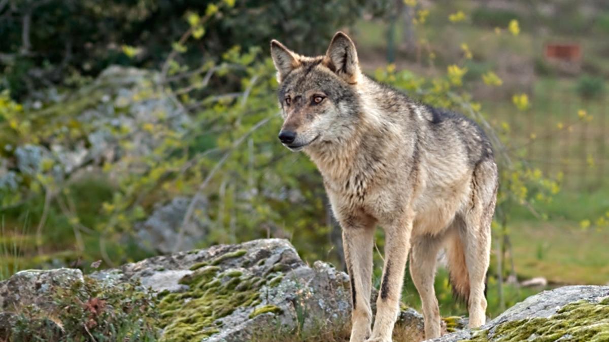 Ejemplar de lobo ibérico