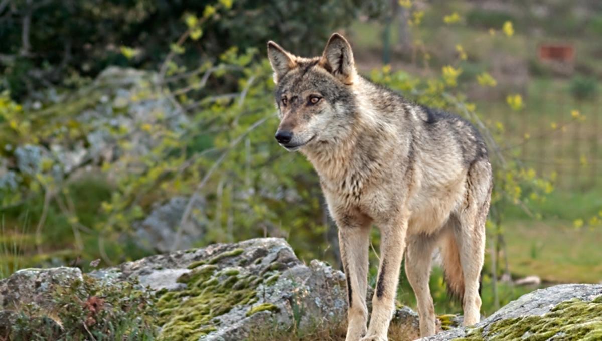 Ejemplar de lobo ibérico