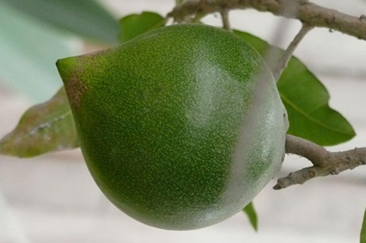 Un fruto de lúmuca, un 'superalimento', sin recoger del árbol