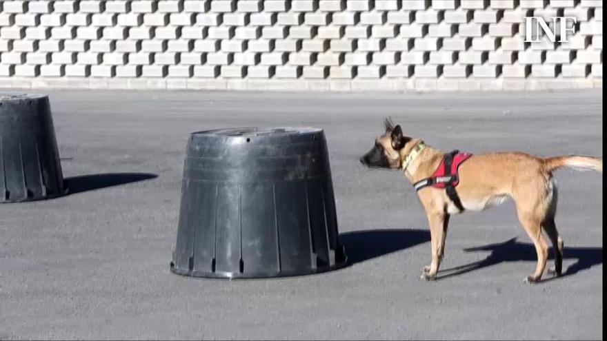 Bomberos del parque de Benidorm enseñan a los niños normas de convivencia con la ayuda de la Unidad Canina