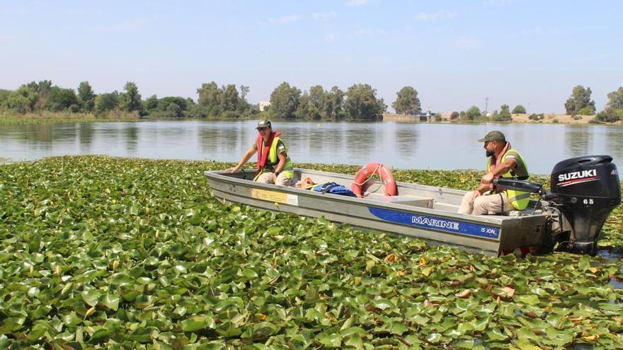 La Confederación Hidrográfica suspenderá la navegación en el Guadiana a su paso por Badajoz por el nenúfar mexicano