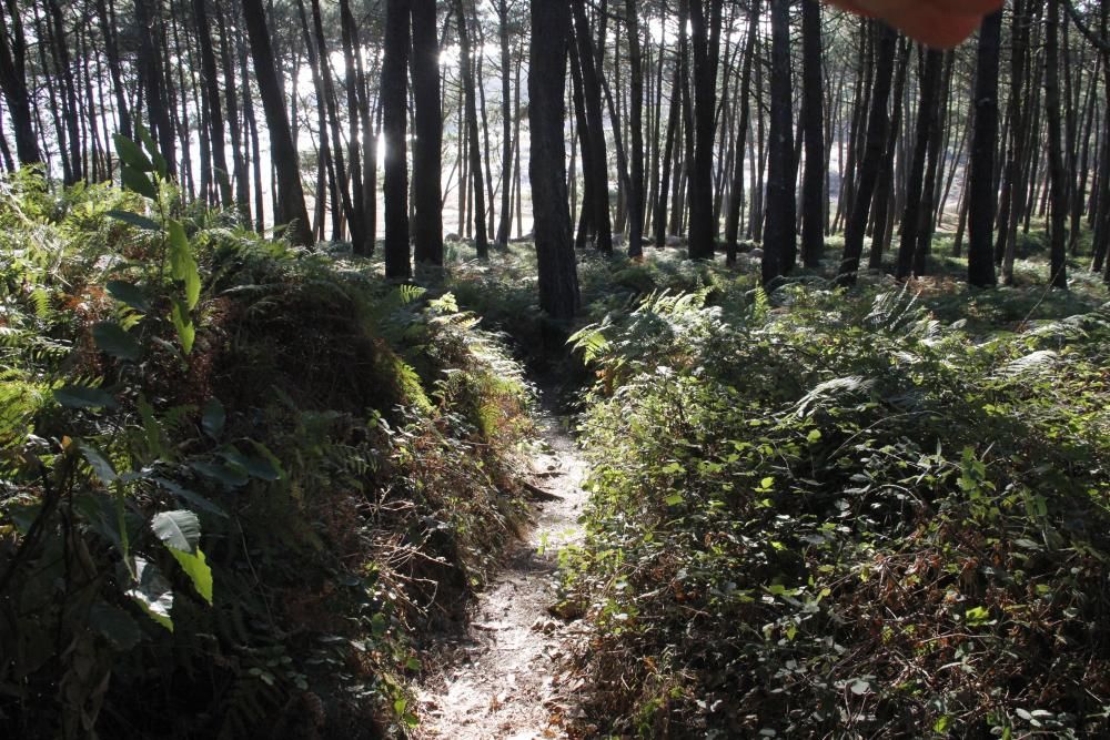 Arco Iris denuncia la pésima conservación de Costa da Vela - Asegura que es una bomba incendiaria y destaca la falta de guardas forestales y señalización adecuada