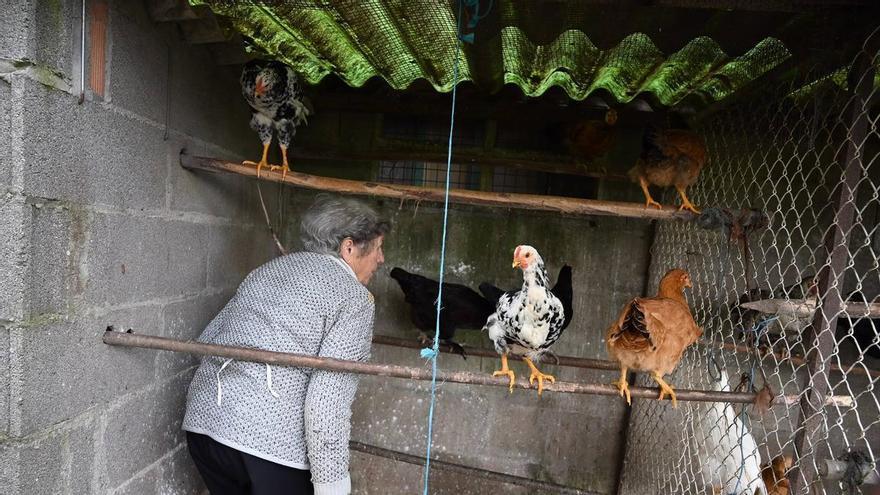 Pontevedra y cuatro municipios más pueden ya reabrir sus gallineros