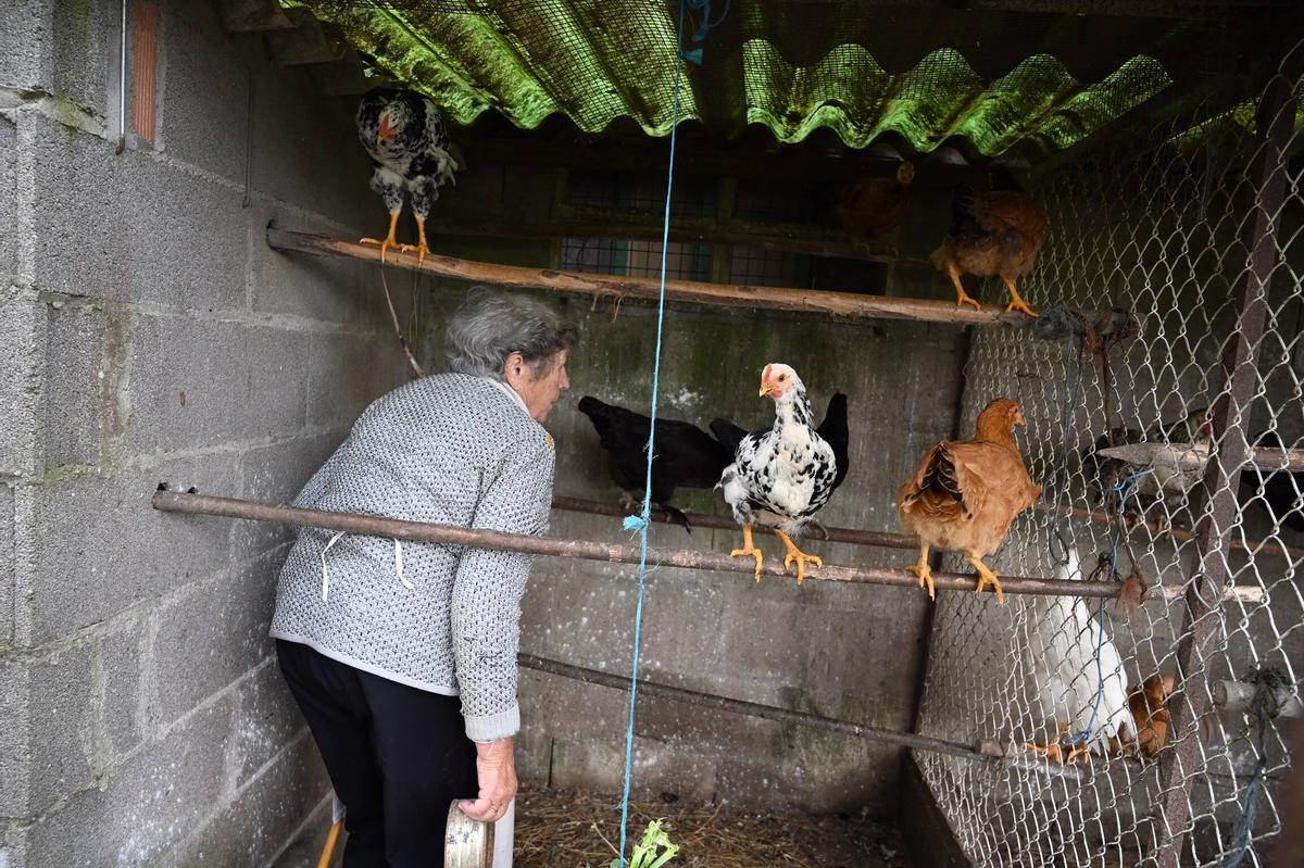 Gallinas confinadas en noviembre en Pontevedra