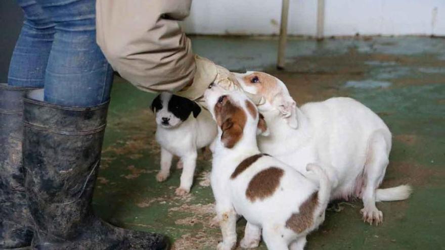 Un voluntario atiende a tres cachorros recién llegados al refugio de Valcabado.