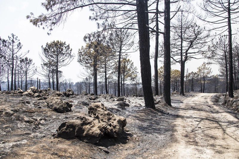 El paraje de El Surar, arrasado por el incendio