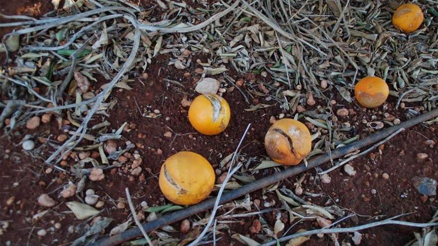 Los agricultores con naranja rajada finalmente sí podrán cobrar del seguro