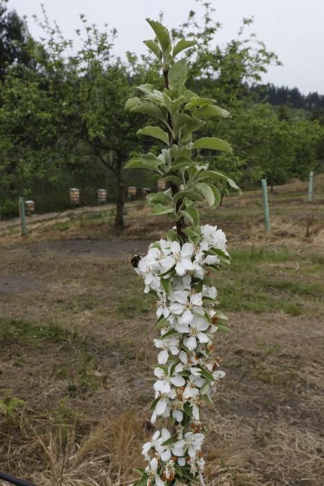 Manzanos en flor en Serín