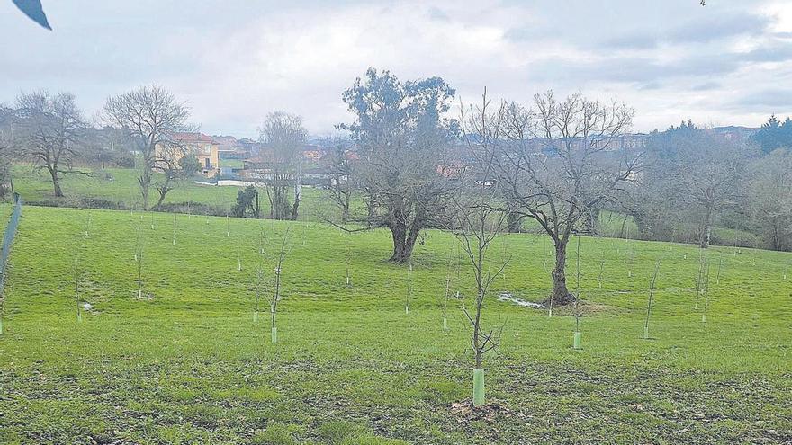 El PSOE reclama el arreglo del camino entre San Lázaro de Paniceres y Ules