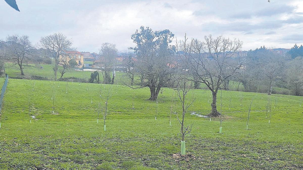 Una parcela de San Lázaro de Paniceres.