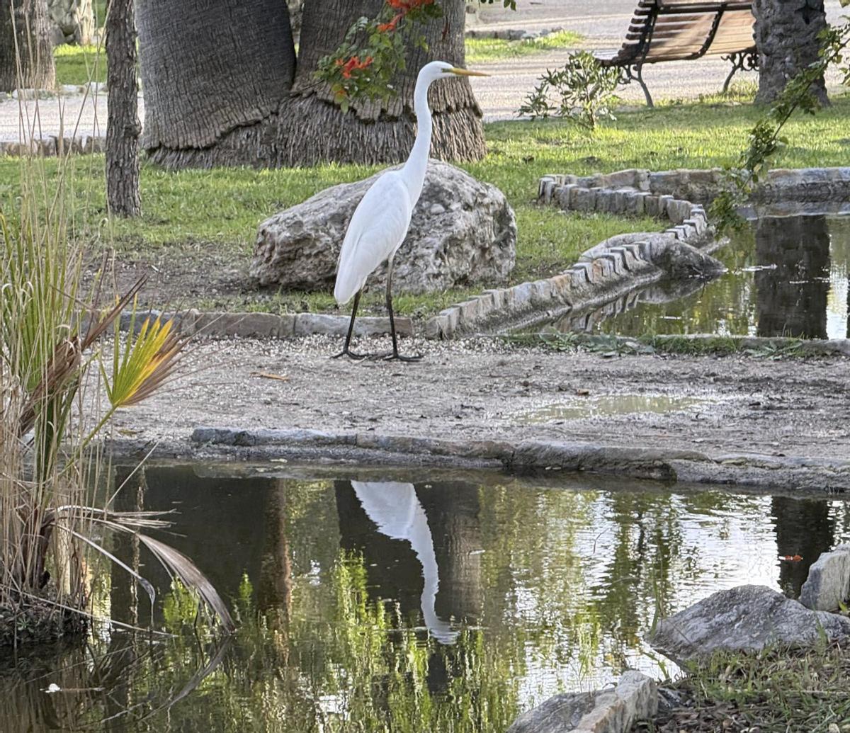 A la izquierda, híbrido de ánade real doméstico y de pato criollo y un pato criollo en el Molí del Real; a la derecha, mosaico romano de La Alcudia con un calamón. | MATÍAS SEGARRA