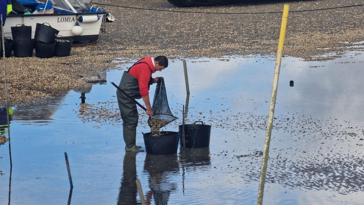 Un hombre recogiendo concha.