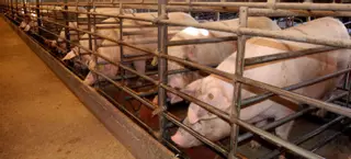 Despedido un trabajador de una macrogranja por maltratar cerdas preñadas