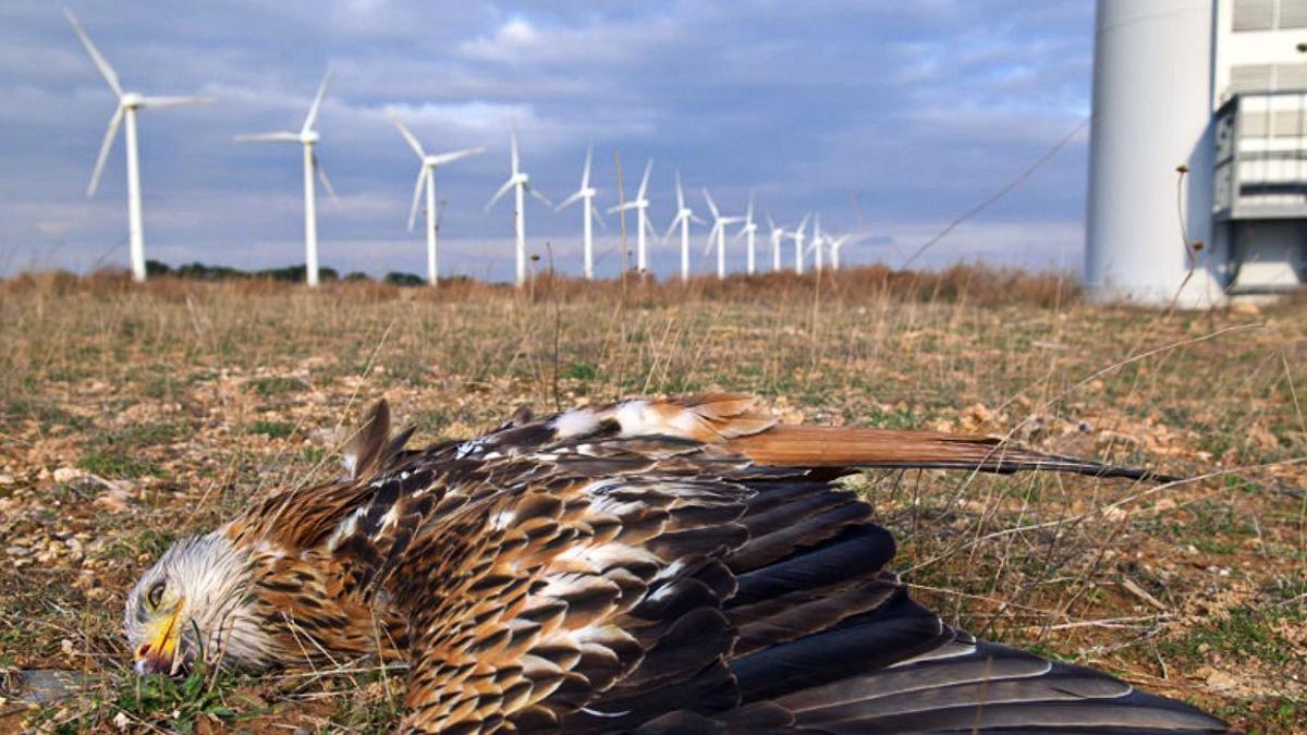 ¿Son compatibles las energías renovables y la conservación de la biodiversidad?