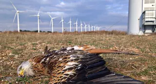 Las empresas eólicas perderán hasta un 1,5% de productividad para proteger a las aves
