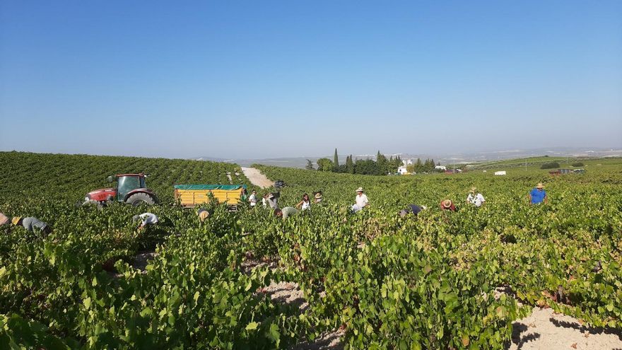 Pérez Barquero inicia la vendimia para sus vinos blancos jóvenes en Montilla-Moriles