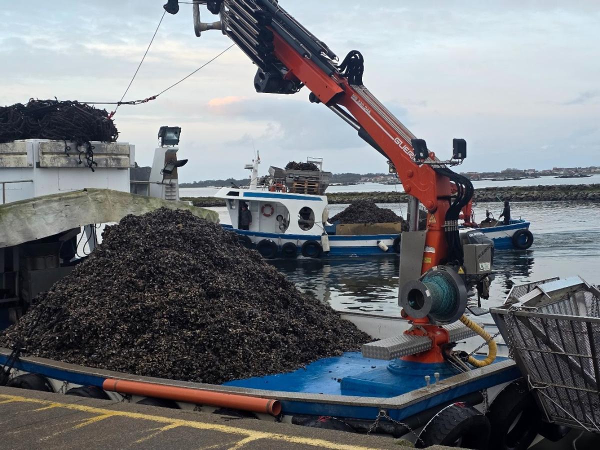 Una barcada de mejillón de Meloxo (O Grove) descargada en Vilanova, esta mañana.
