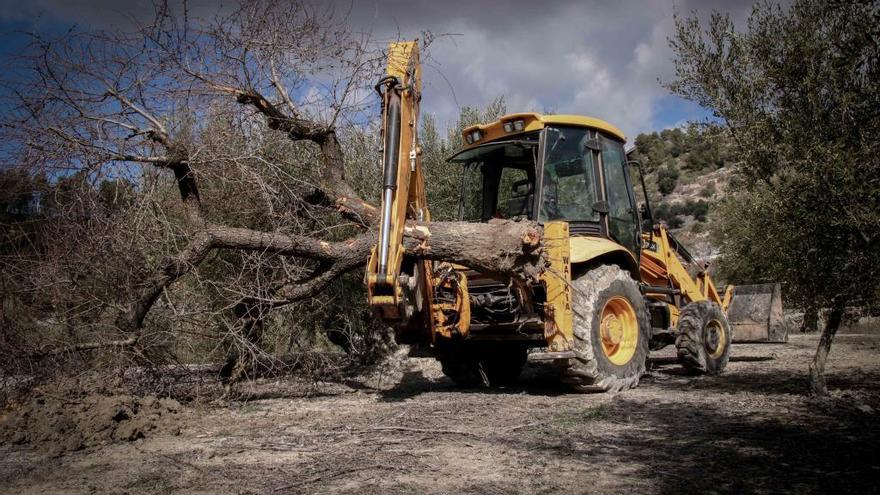 SOS de Benifato por la Xylella