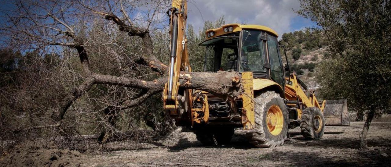 SOS de Benifato por la Xylella