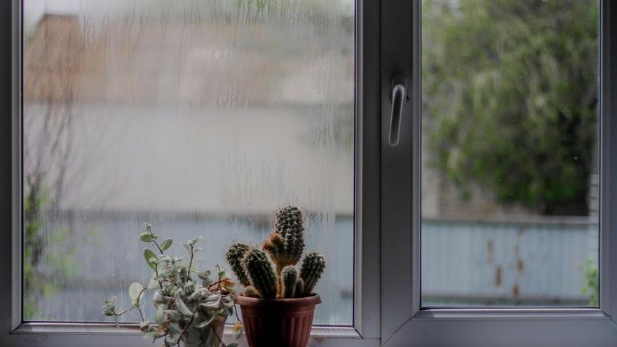 Esta es la planta de Ikea que recomiendan los fontaneros para evitar la humedad en el hogar