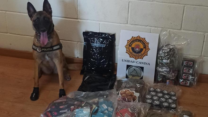 La perra Kata de la Policía Local descubre 5,5 kilos de droga y gominolas de cannabis en Alicante