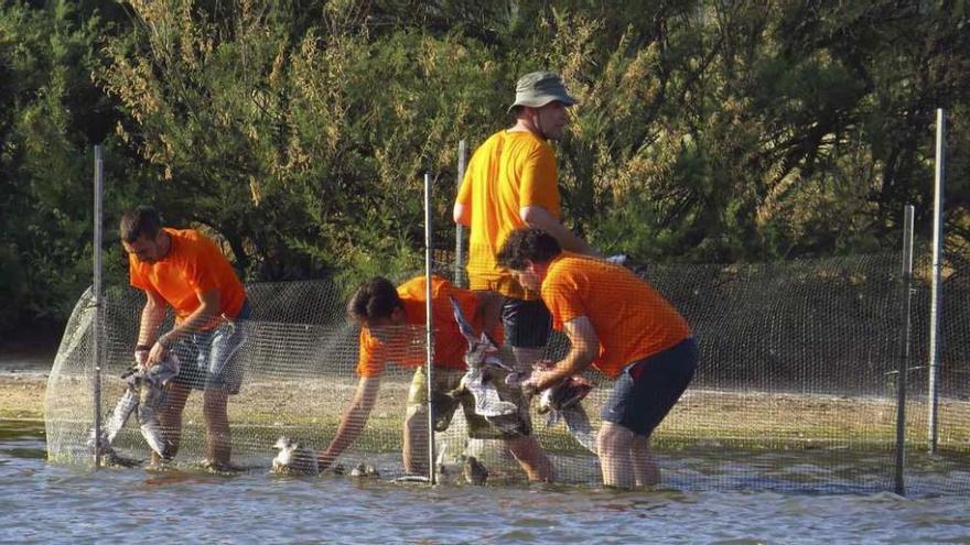 El equipo trabaja con las gaviotas en la laguna de la Casa del Parque.