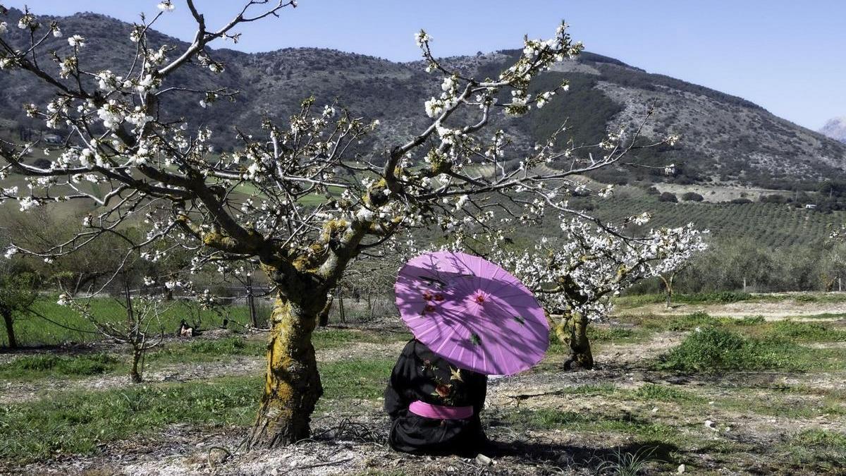 'Mirando el paisaje', imagen realizada durante el festival de Sakura en Alfarnate.
