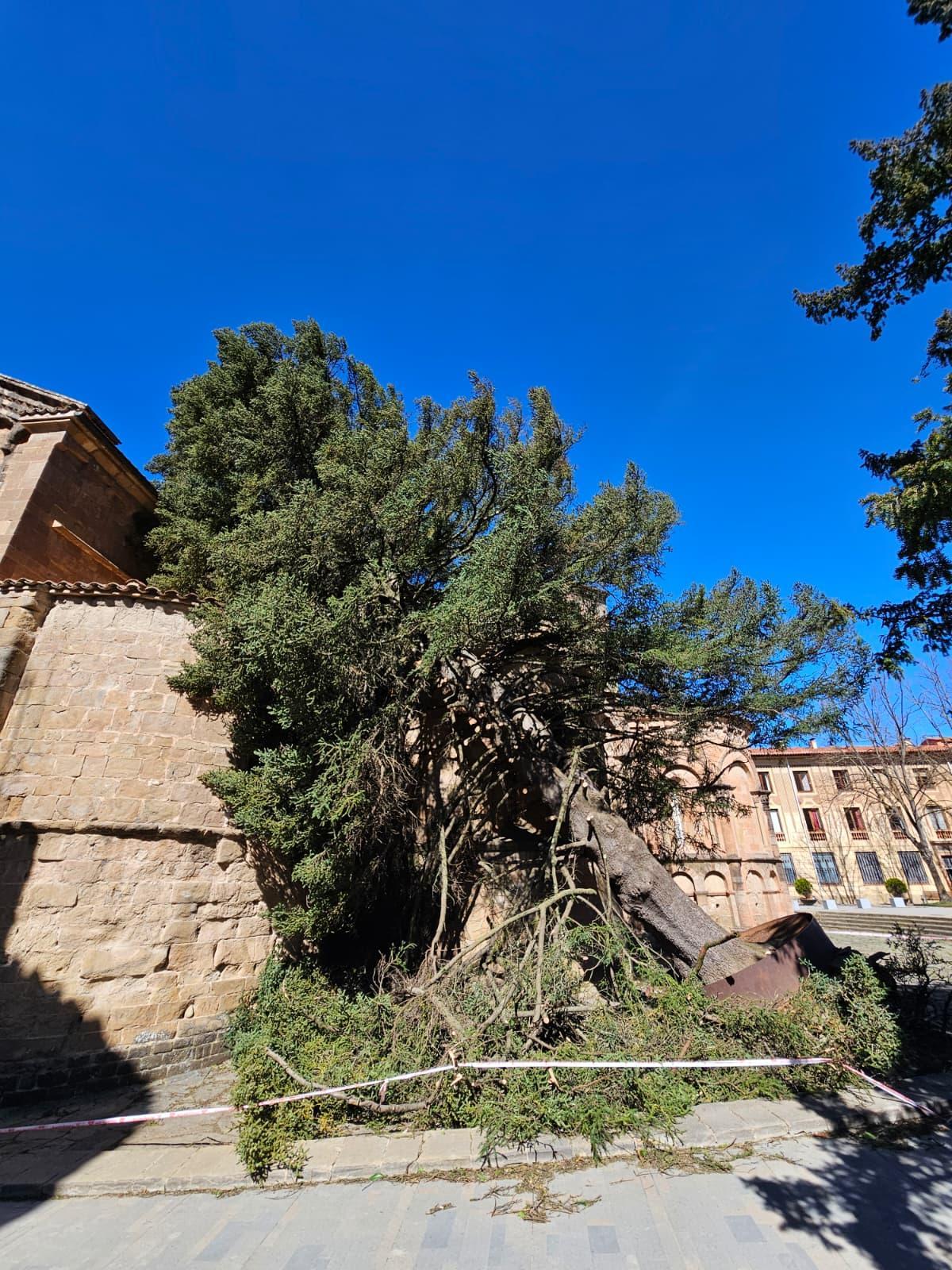 Arbre caigut a Sant Joan de les Abadesses