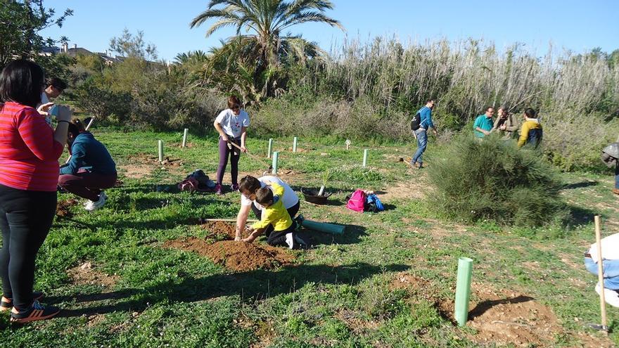 Campaña de repoblación de plantas autóctonas en el Clot de Galvany de Elche