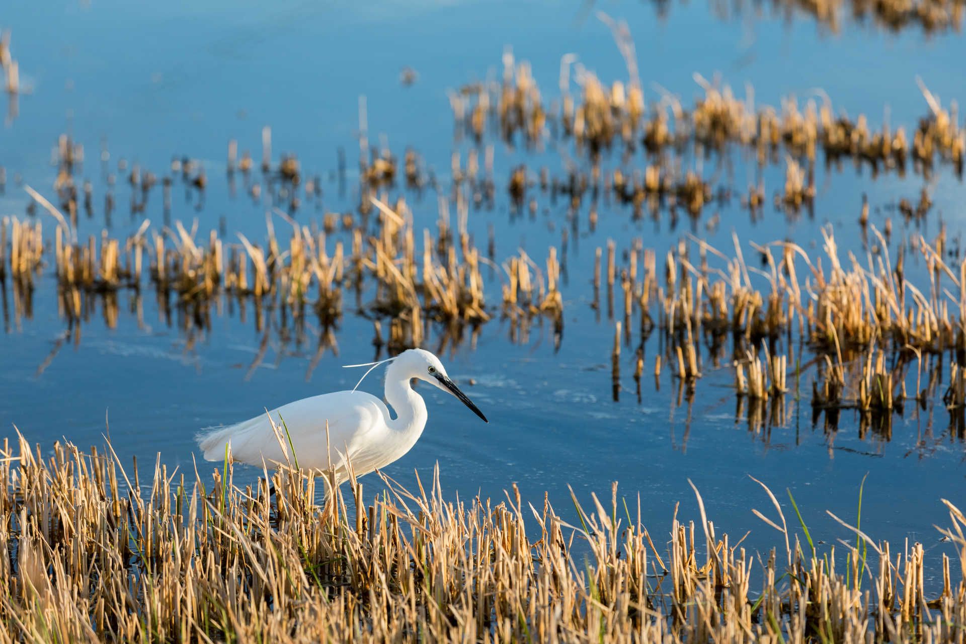 Parque natural de l'Albufera