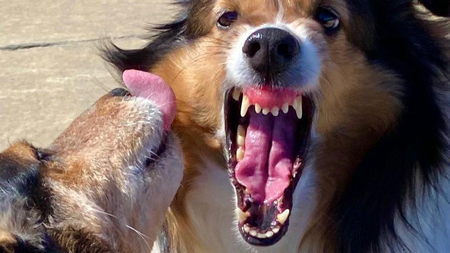 Perro reactivo: cómo poner fin a los ladridos a otros perros de una vez por todas