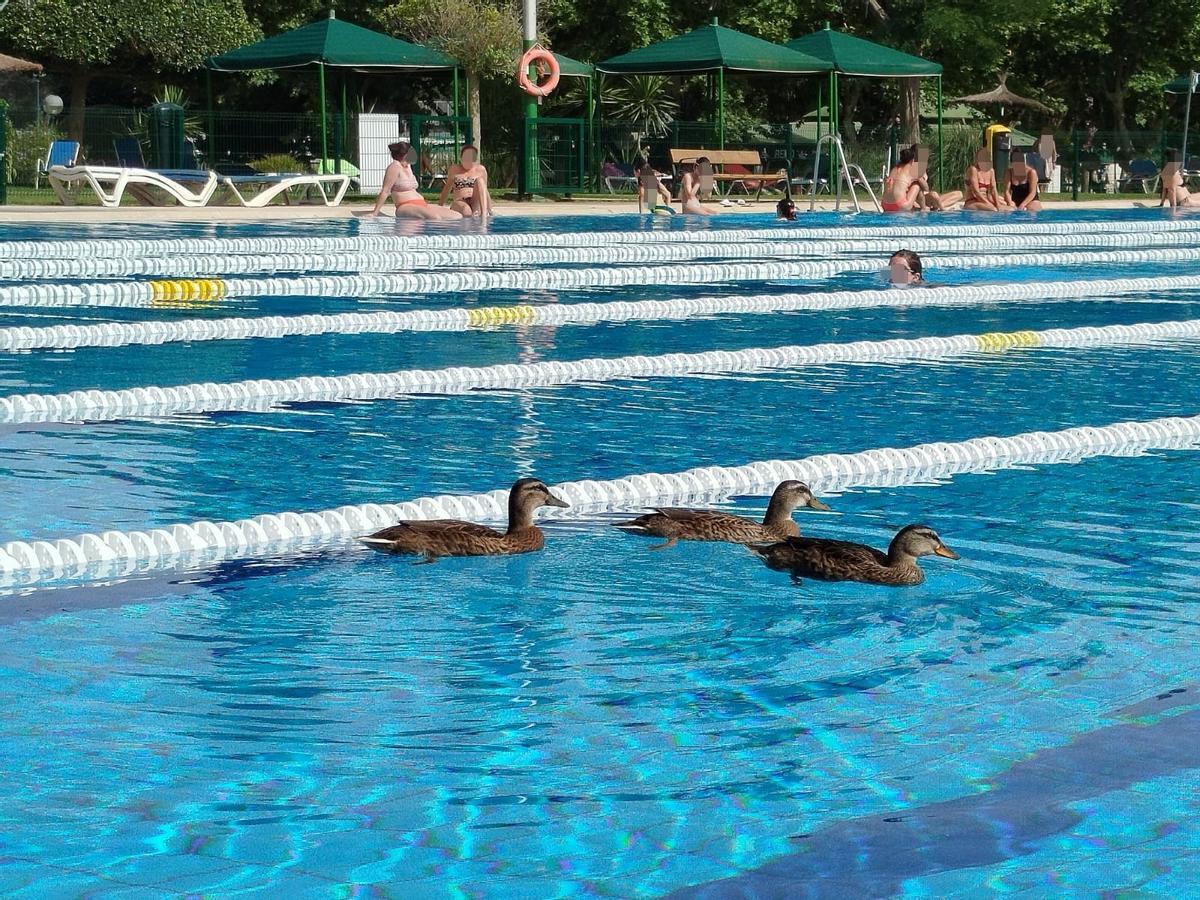 Patos bañándose en un apiscina olímpica