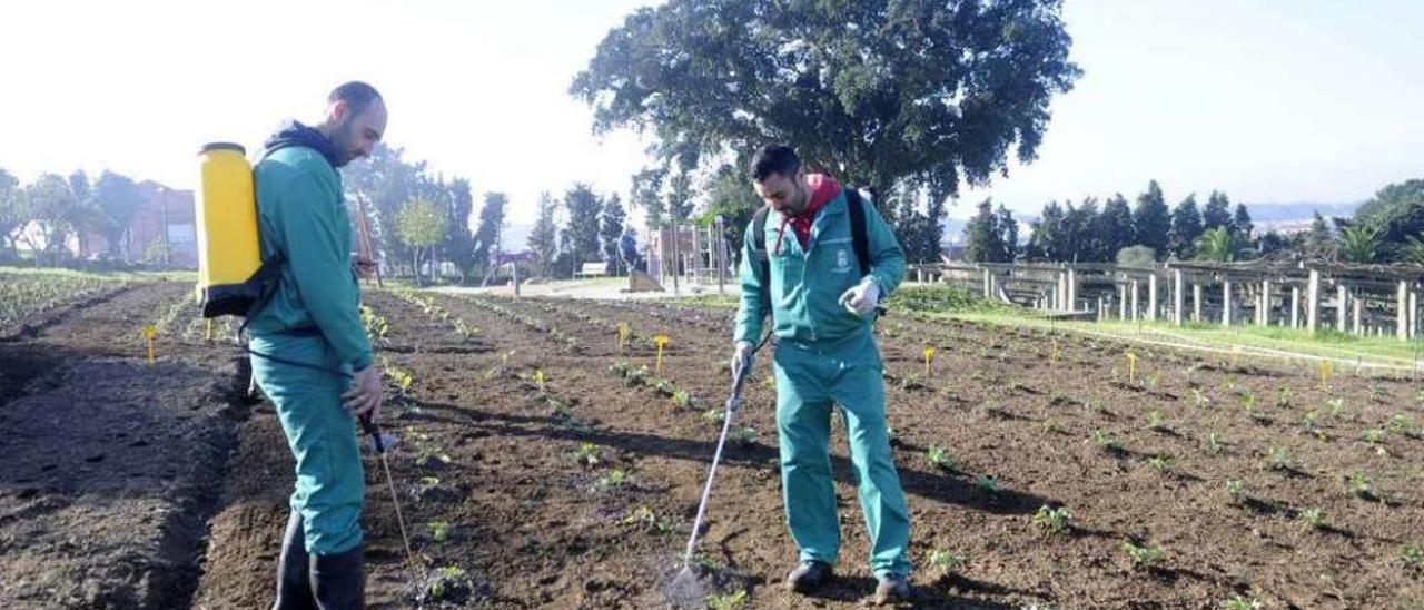 Alumnos del Obradoiro de Emprego de Vista Real en uno de los cultivos adyacentes al pazo. // Noé Parga