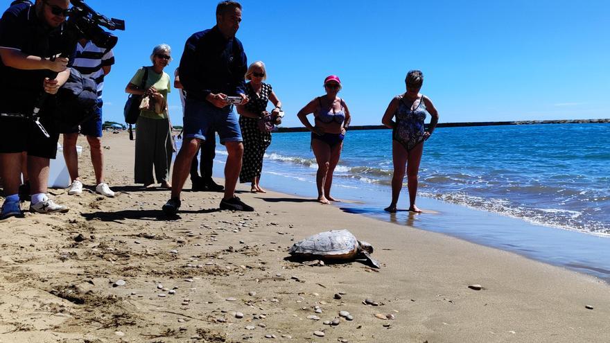 Momento en el que han soltado a la tortuga 'Thalasseta Mbappé' en la playa del Fortí de Vinaròs.