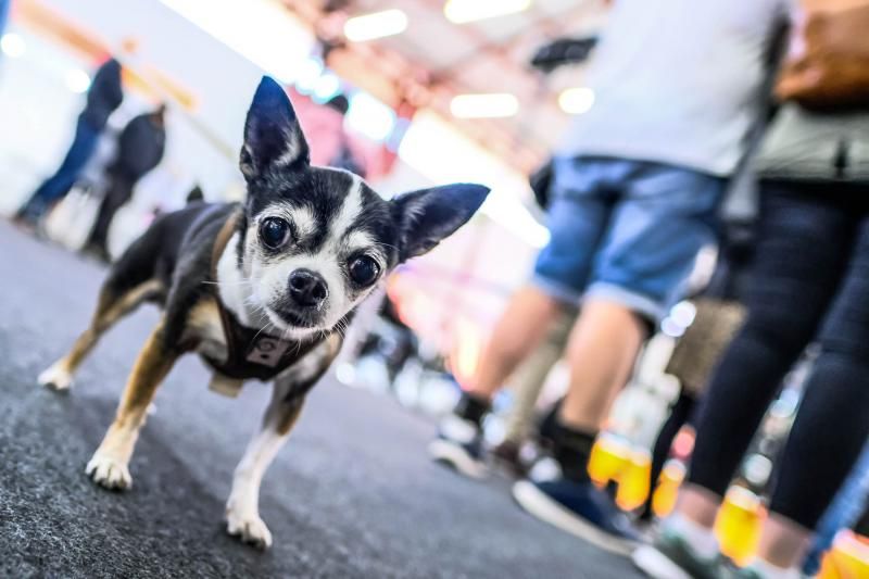 Feria Animundo de las mascotas (27/11/21)