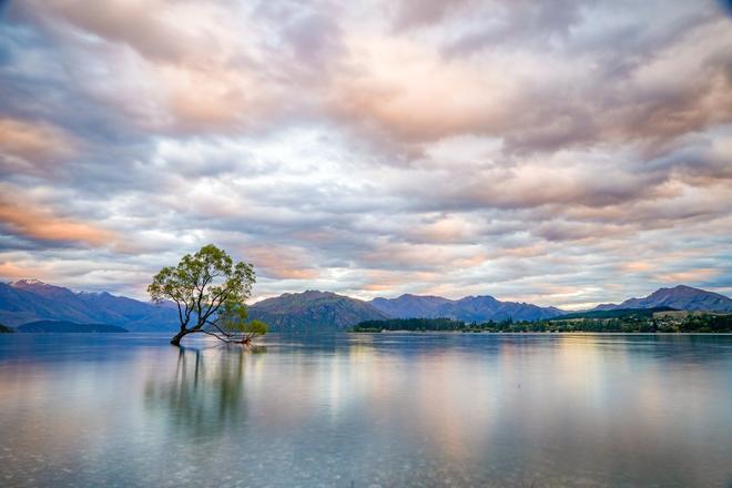 Arbol de Wanaka, Nueva Zelanda