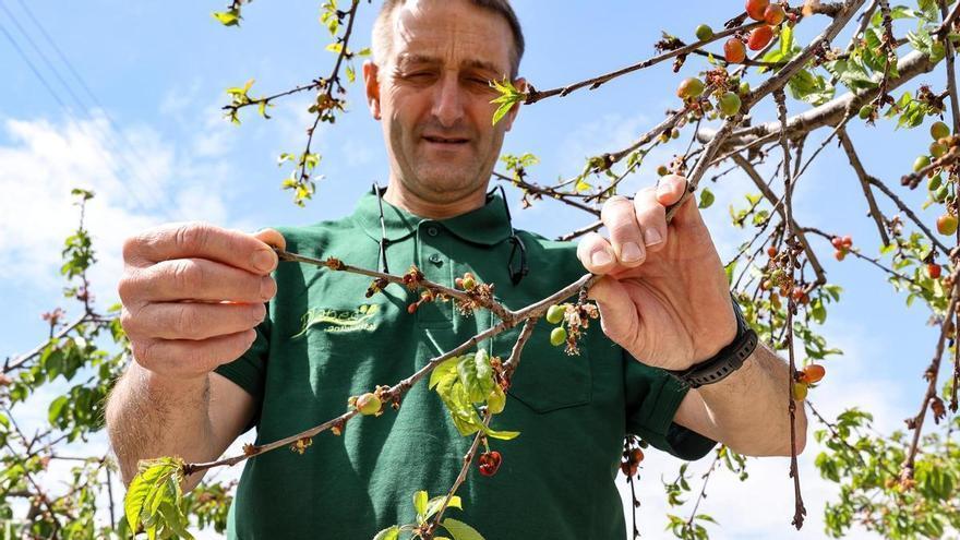 Las elevadas temperaturas y la sequía reducen la cosecha de cerezas un 70 % y causan pérdidas de 10 millones