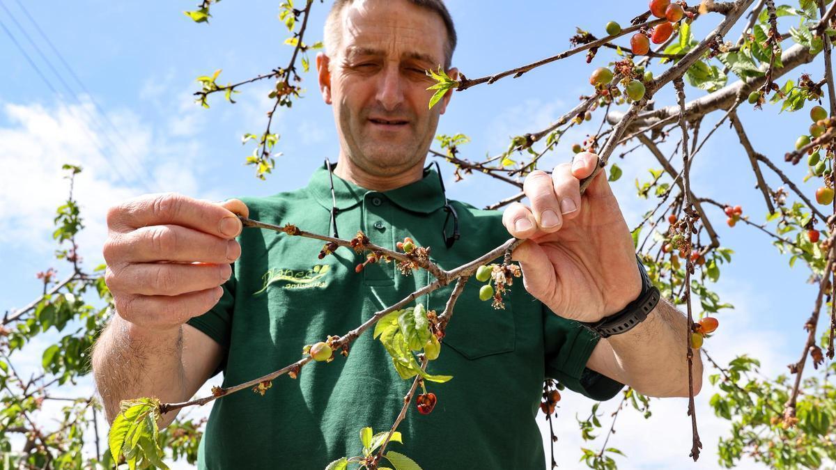 El presidente de la Denominación de Origen, Hilario Calabug, contempla la raquítica cosecha de una plantación de cerezos en Planes.