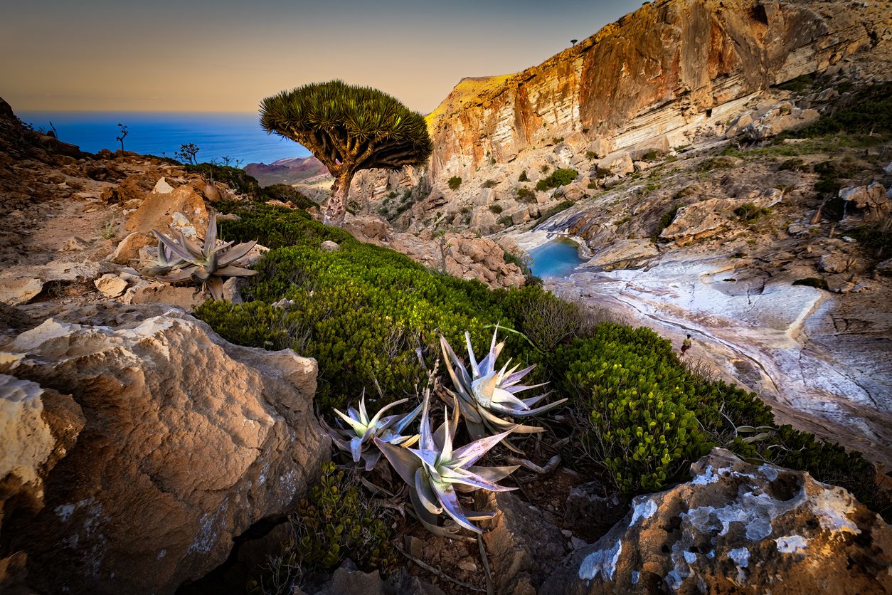 La isla remota en la que sobrevive el último árbol de sangre de dragón .