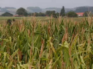 Ganaderos y agricultores asturianos se ven obligados a tirar de reservas ante la falta de lluvias