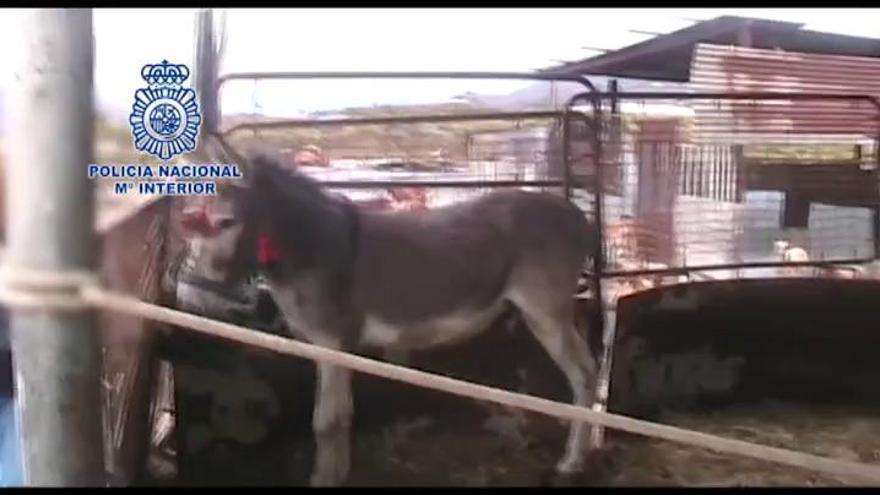 Rescatados 22 caballos y 4 perros abandonados en una finca malagueña