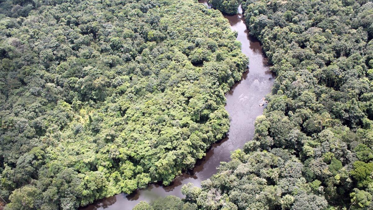 SOCIEDAD  Vista aerea de un paraje de la selva amazonica  Foto  Naturalis Biodiversity Center