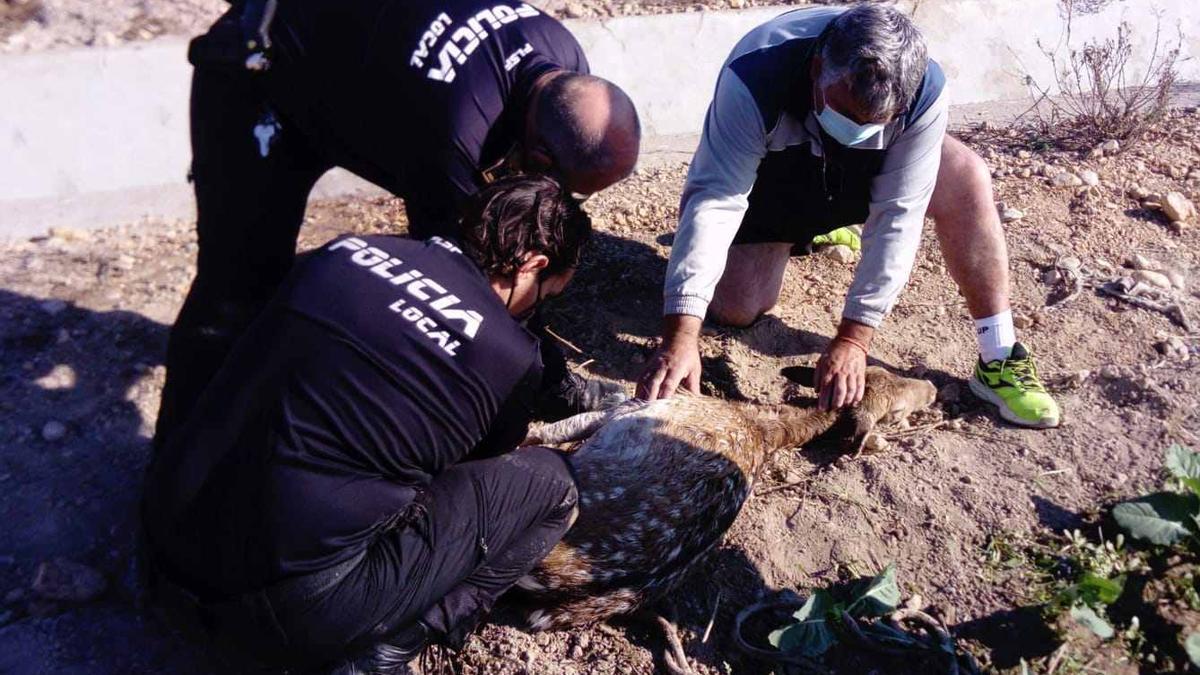 Un gamo se pasea por la calles de San Fulgencio y los vecinos rescatan el animal tras caer a un azarbe en su huída