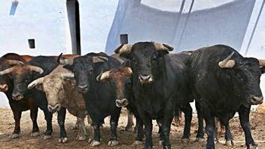 Los toros del festejo de esta tarde.